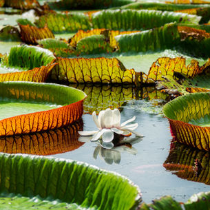 Åkander i Pamplemusses botaniske have