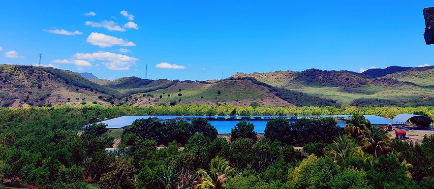 Gorgeous Avocado farm in the Dominican Republic