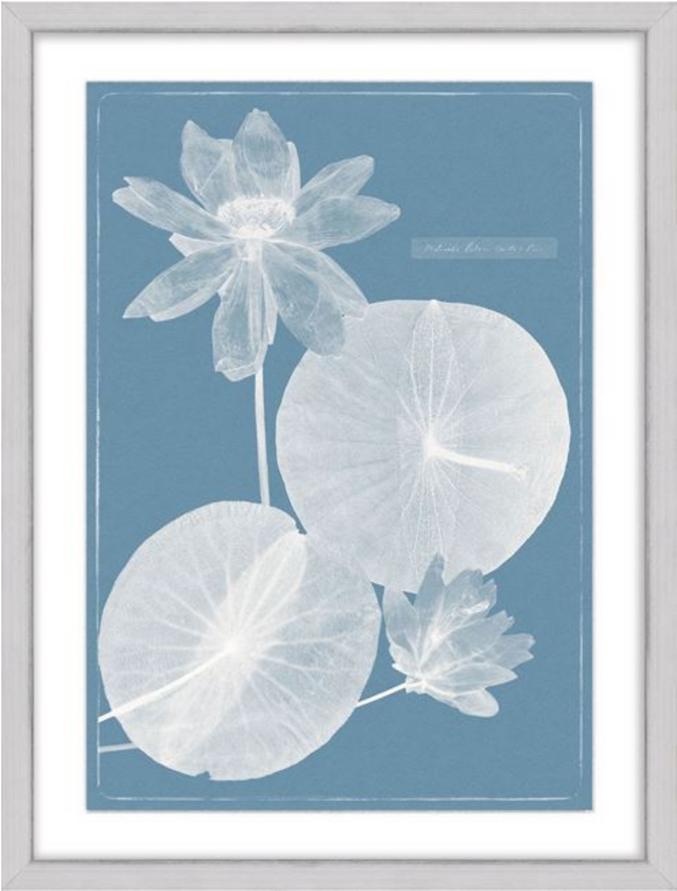 Thumbnail: Cyanotype Water Lilies