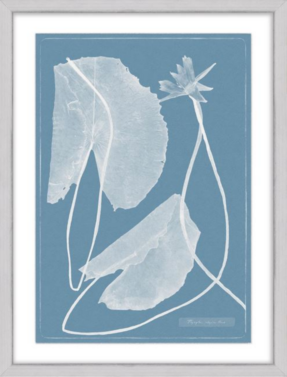 Thumbnail: Cyanotype Water Lilies