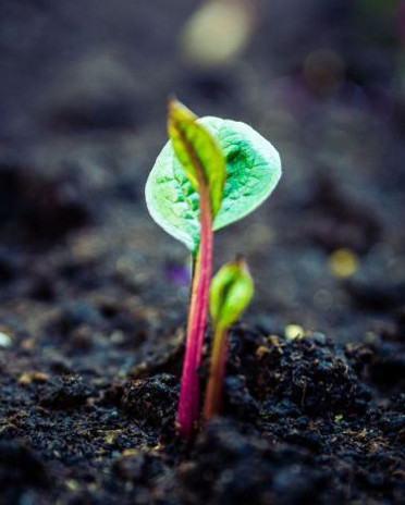 paniers fruits et légumes bio Bordeaux, fruits de la terre, Ecologie urbaine, Eco-responsa