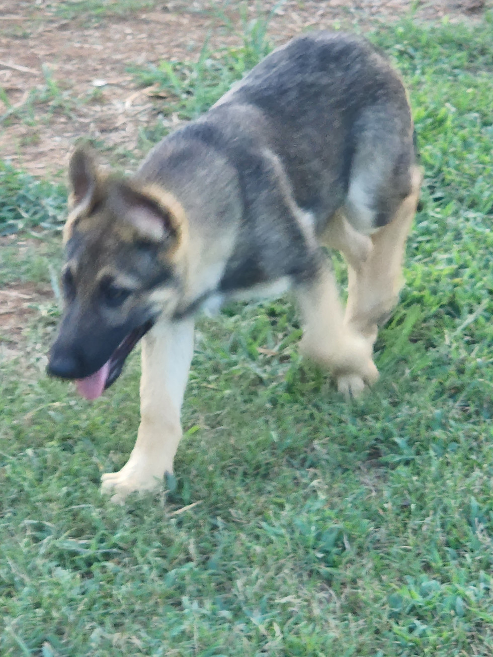 Thumbnail: Another McKpup has re-homed! Congratulations to the new McKpup family!!!