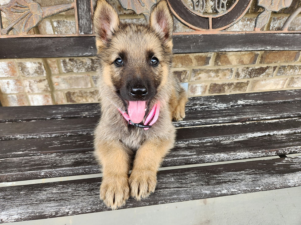 Another McKpup has re-homed! Congratulations to the new McKpup family!!!