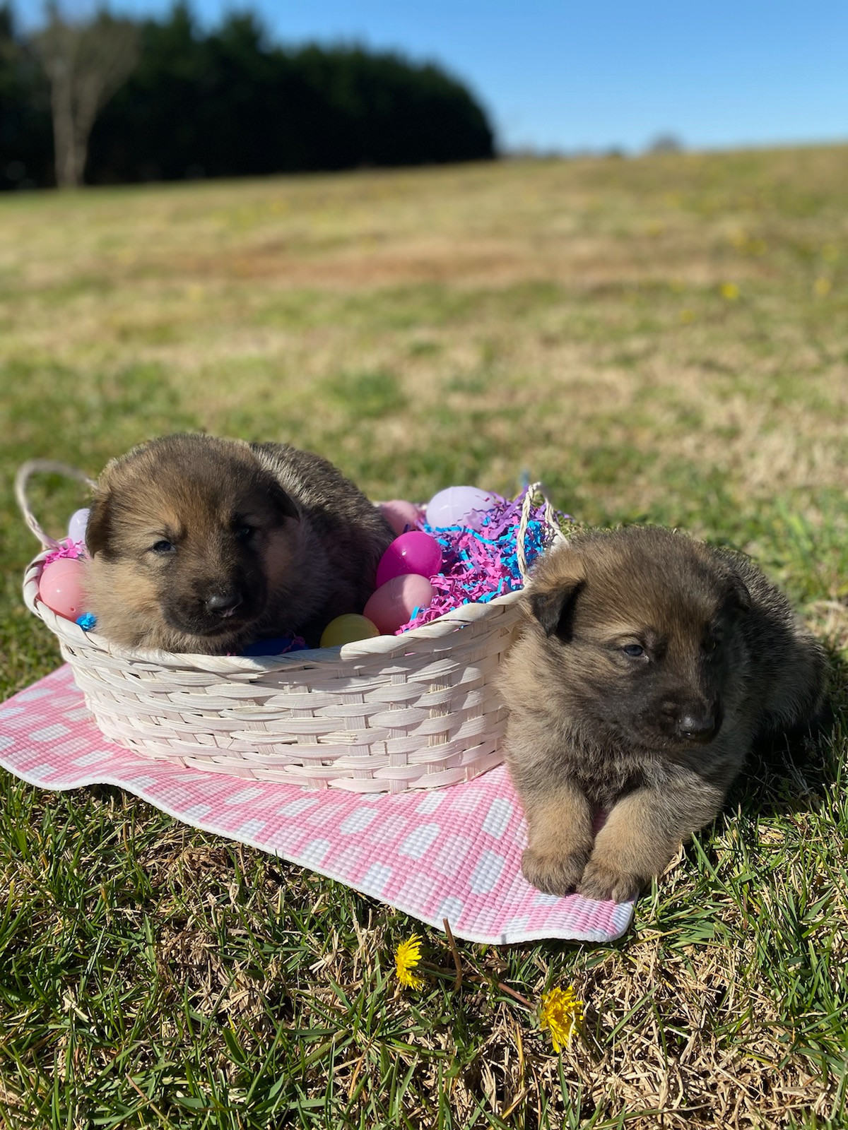 Another McKpup has re-homed! Congratulations to the new family!!!