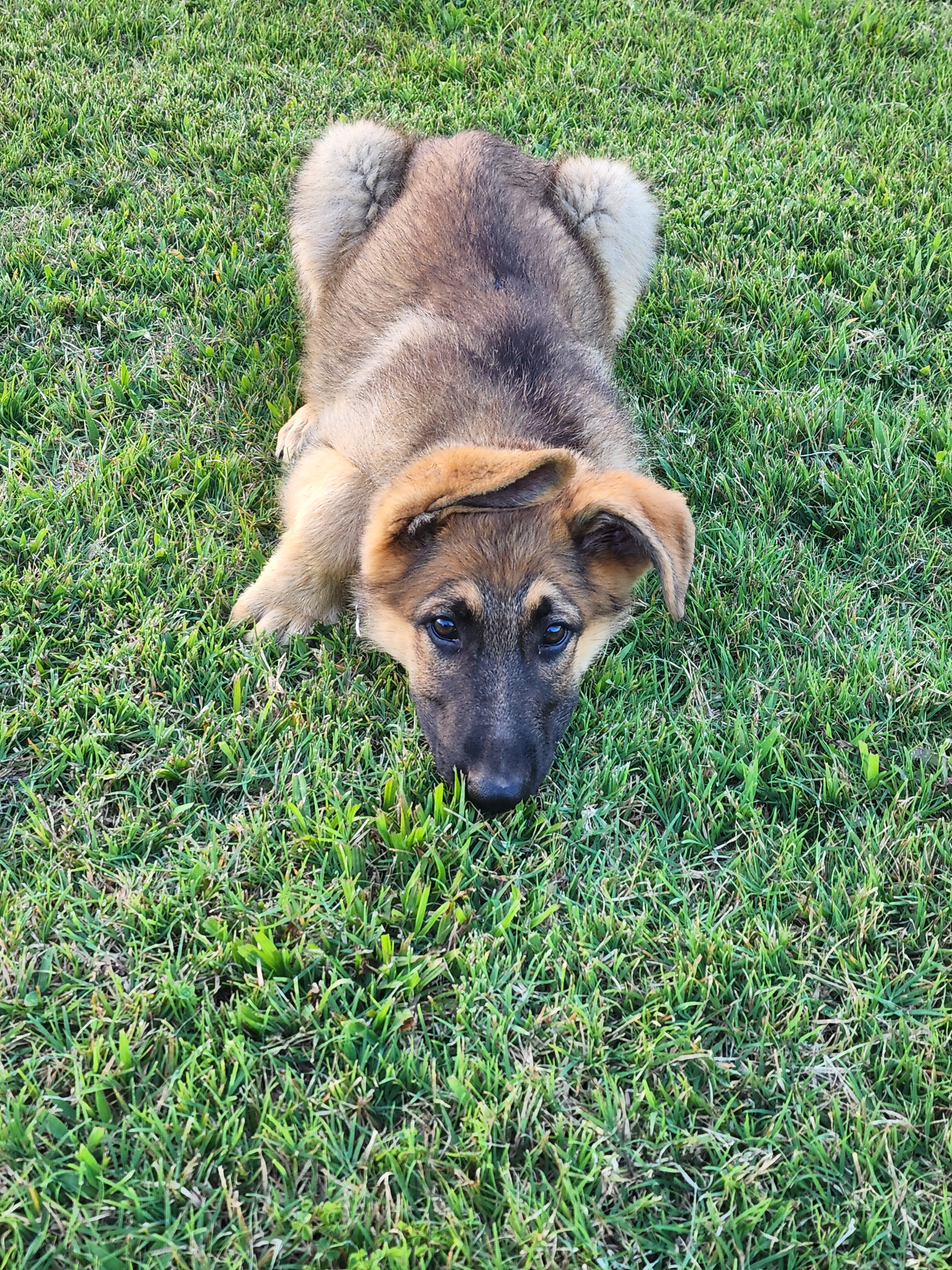 Another McKpup has re-homed! Congratulations to the new McKpup family!!!
