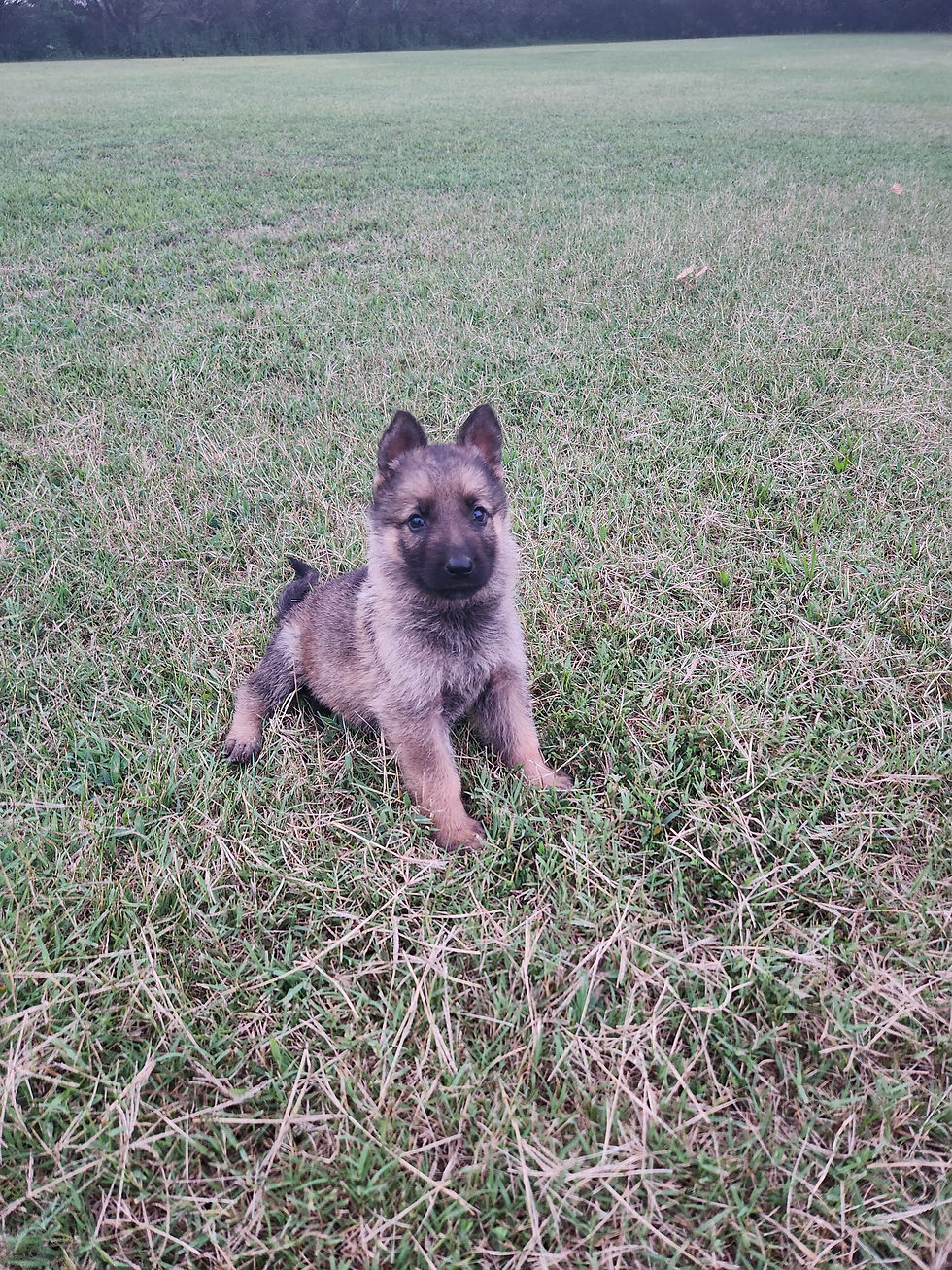 Another McKpup has re-homed! Congratulations to the new McKpup family!!!