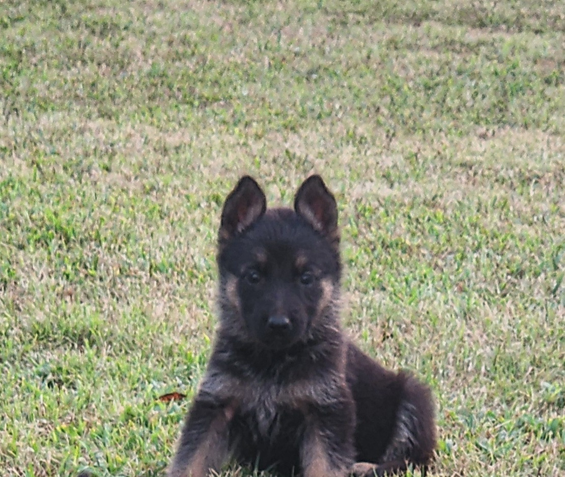 Another McKpup has re-homed! Congratulations to the new McKpup family!!!