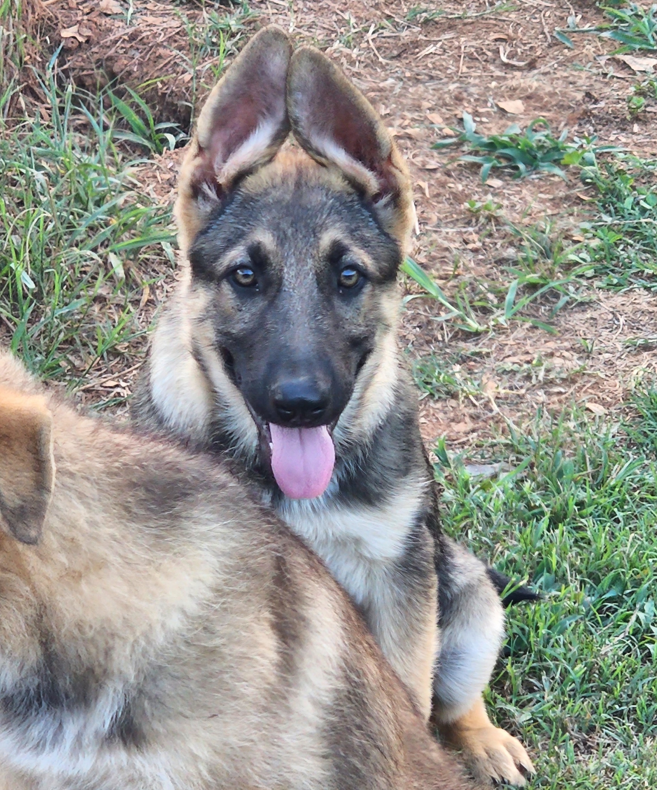 Another McKpup has re-homed! Congratulations to the new McKpup family!!!