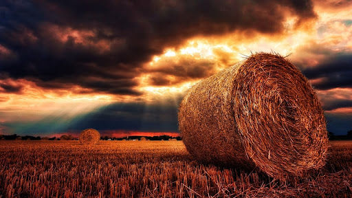 Federación Agraria quiere exportación desregulada