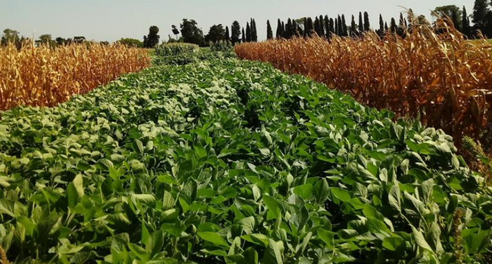 Evalúan secuencias agrícolas como alternativas al cultivo continuo de soja
