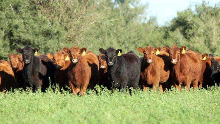 Sustentabilidad: El IPCVA apoya la postura de la Argentina