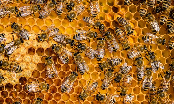 Abejas y agricultura: coexistencia que contribuye en la producción de más y mejores alimentos