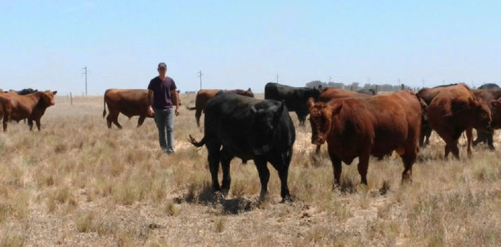 En los corrales ya usan drones como insumo de la ganadería intensiva