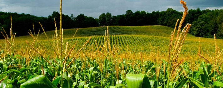Sigue bajando la cantidad de entrerrianos que viven en explotaciones agropecuarias