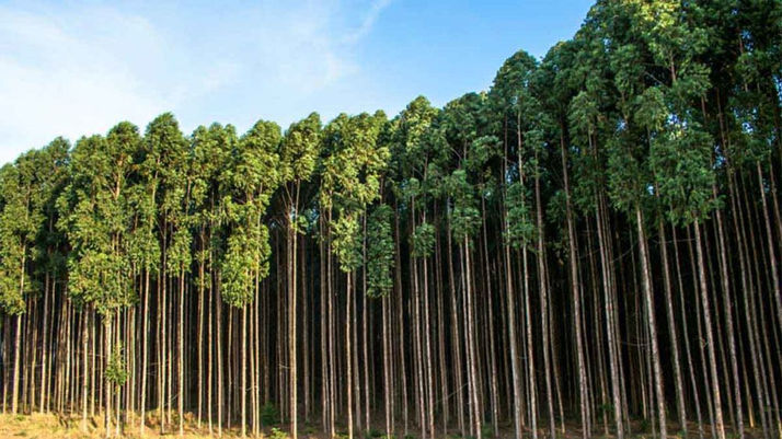 Hay un nuevo plan forestal del que se sabe casi nada