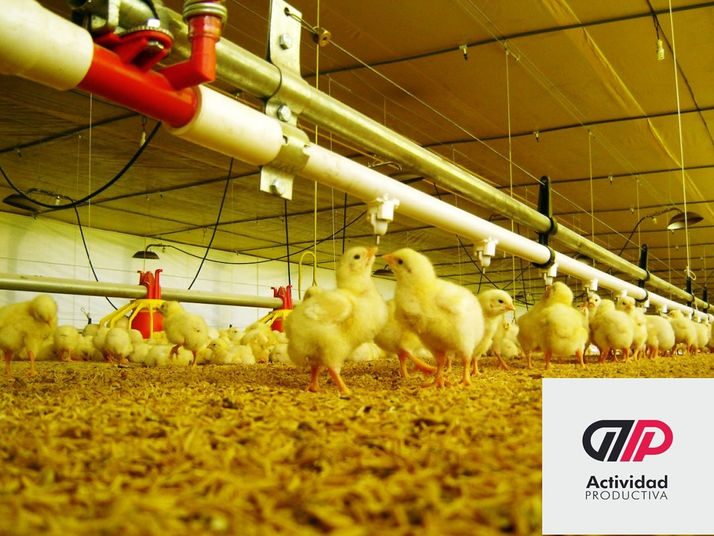Avicultura: anuncian medidas para congelar el precio del pollo hasta fin de año