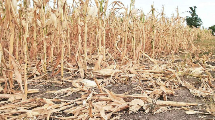 El clima tiene precio y es alto: las pérdidas por seca andarán por los 3.000 millones de dólares