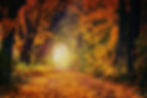 Path in trees