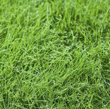 Fescue