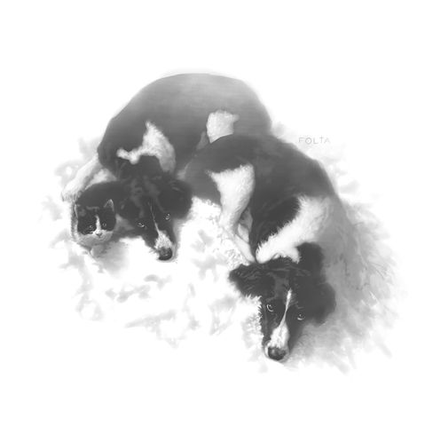 digital drawing of two dogs and a cat in black and white