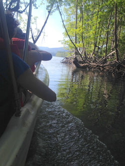 Mangrove Forest