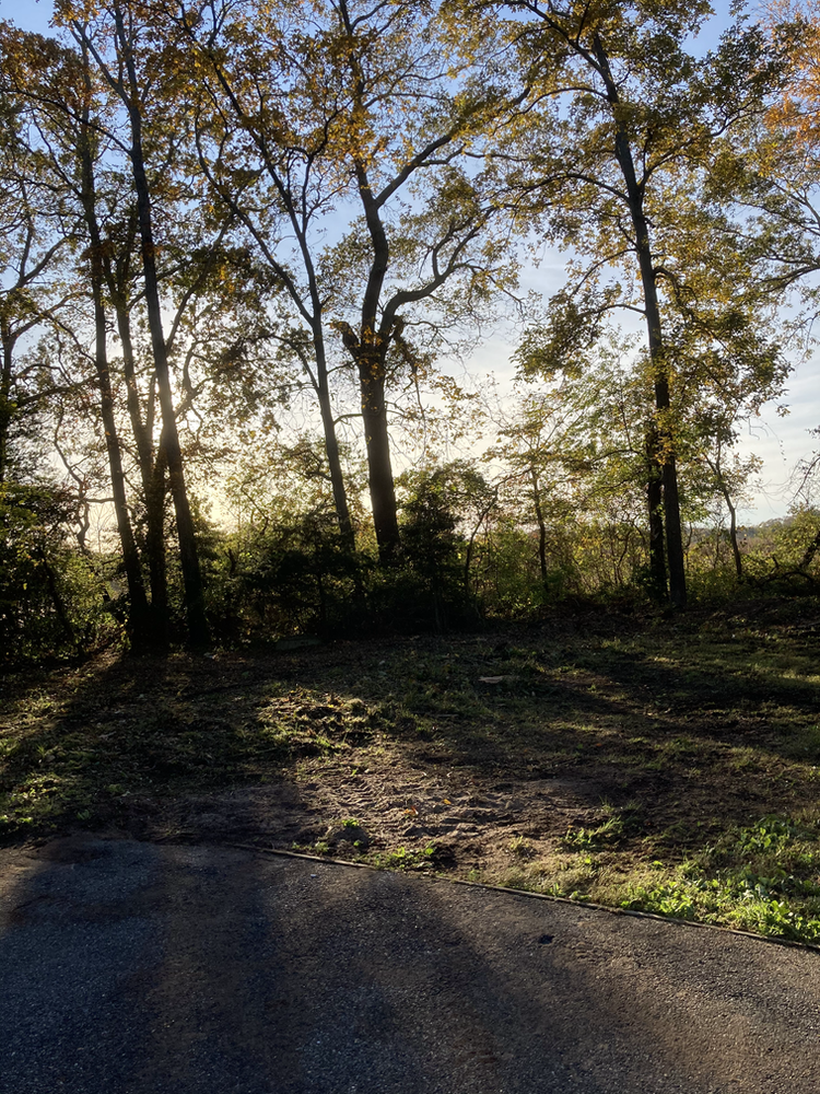 Why You Shouldn’t Cut Down Trees