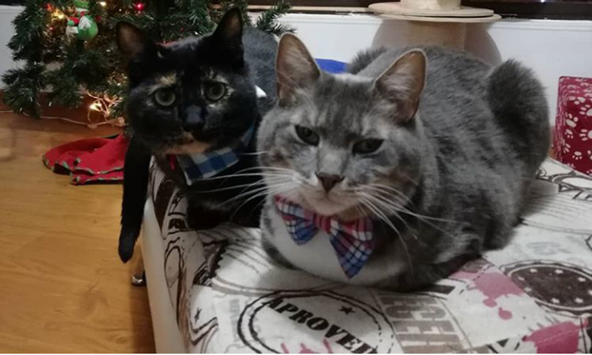Banner mascota