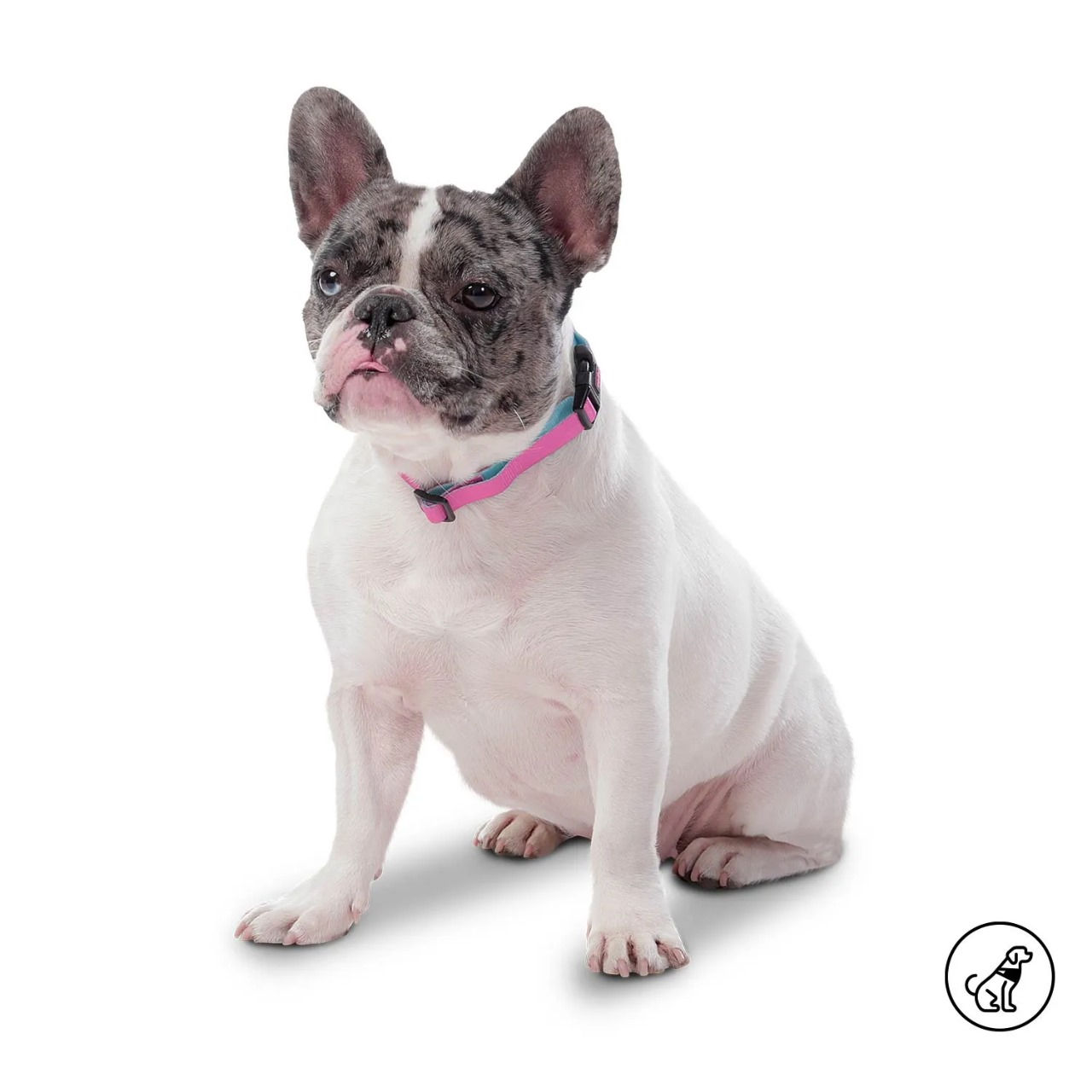 Collar para perro TOTTO