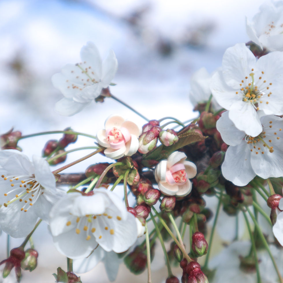 Cherry Blossom Stud Earrings