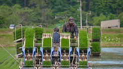 田植え
