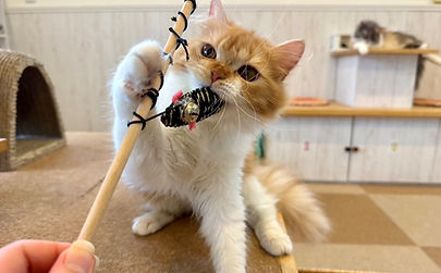 おもちゃで遊ぶ猫