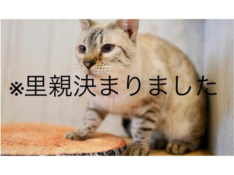 ネージュ（ベンガル）