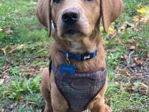 Marley and me - Everyone meet Marley!🐾