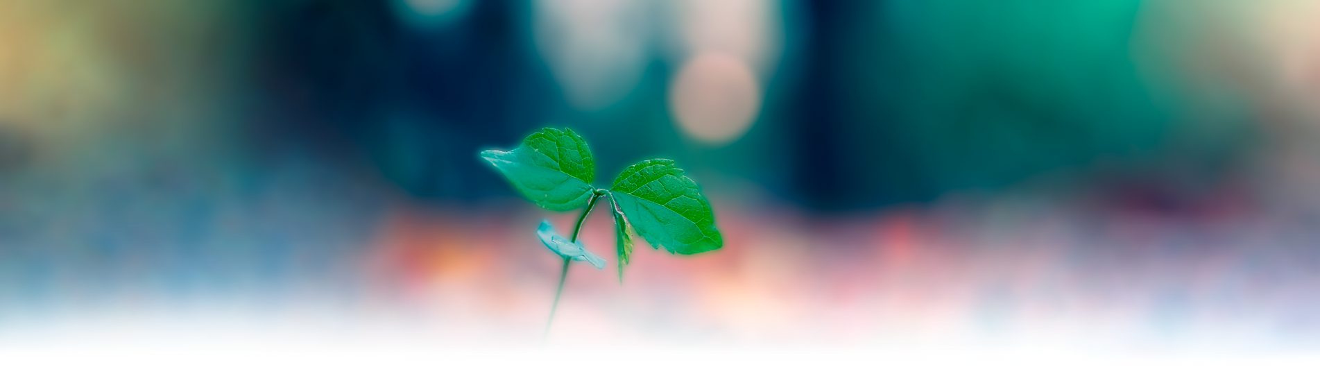 flor.png