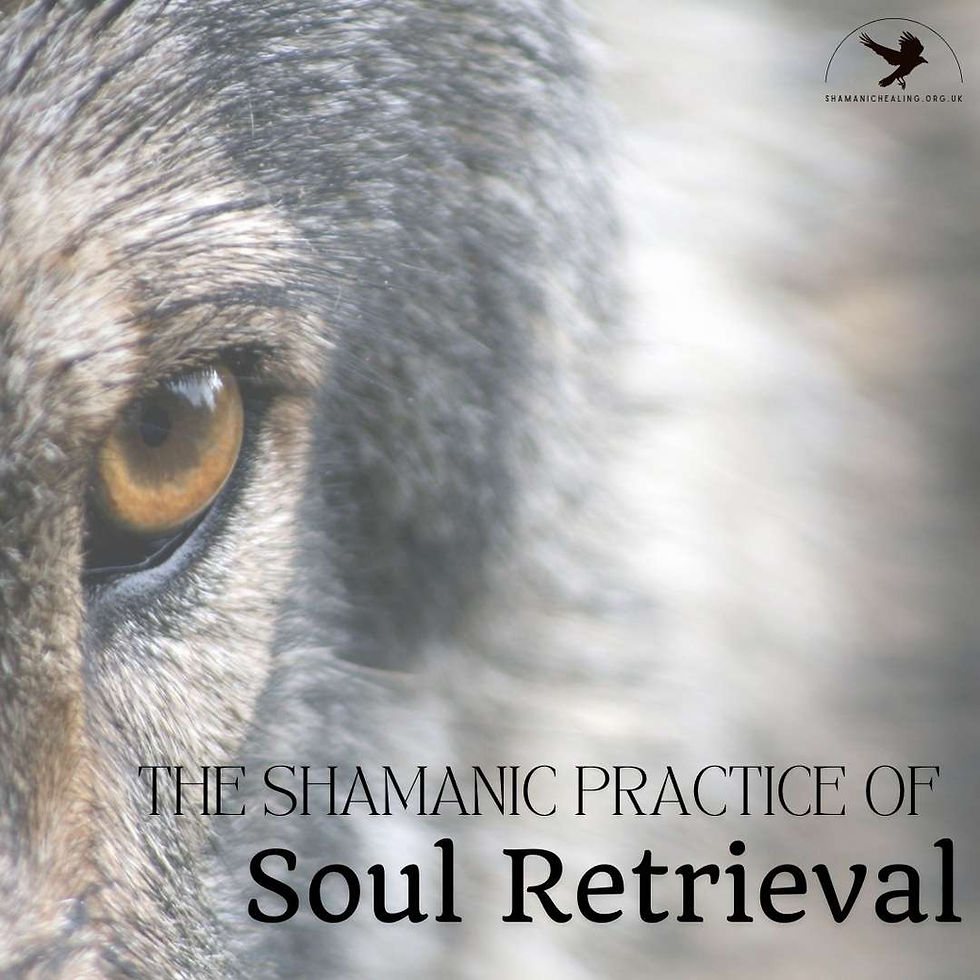 Close up of a wolf with half of the face visible