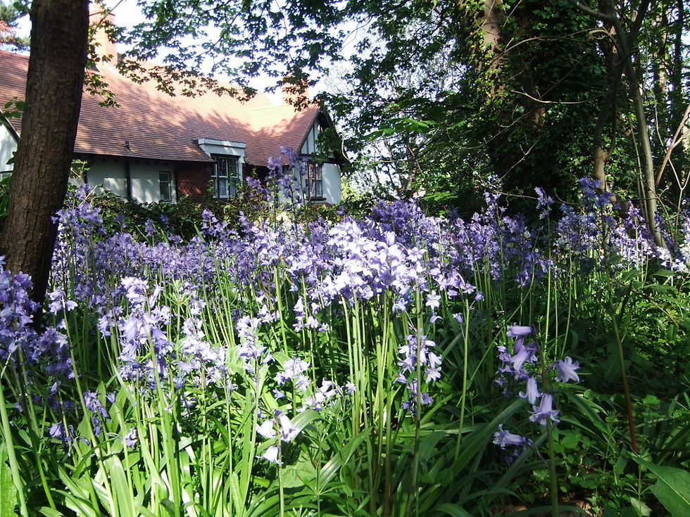 flowers2