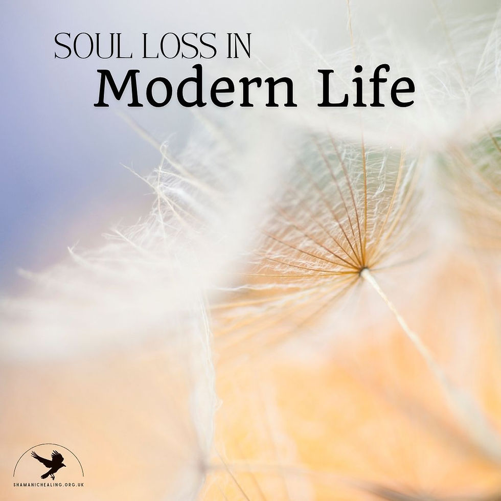 dandelion close-up with pastel colours