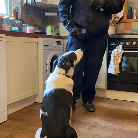 Canine Communication: Learning to Understand How Dogs Speak