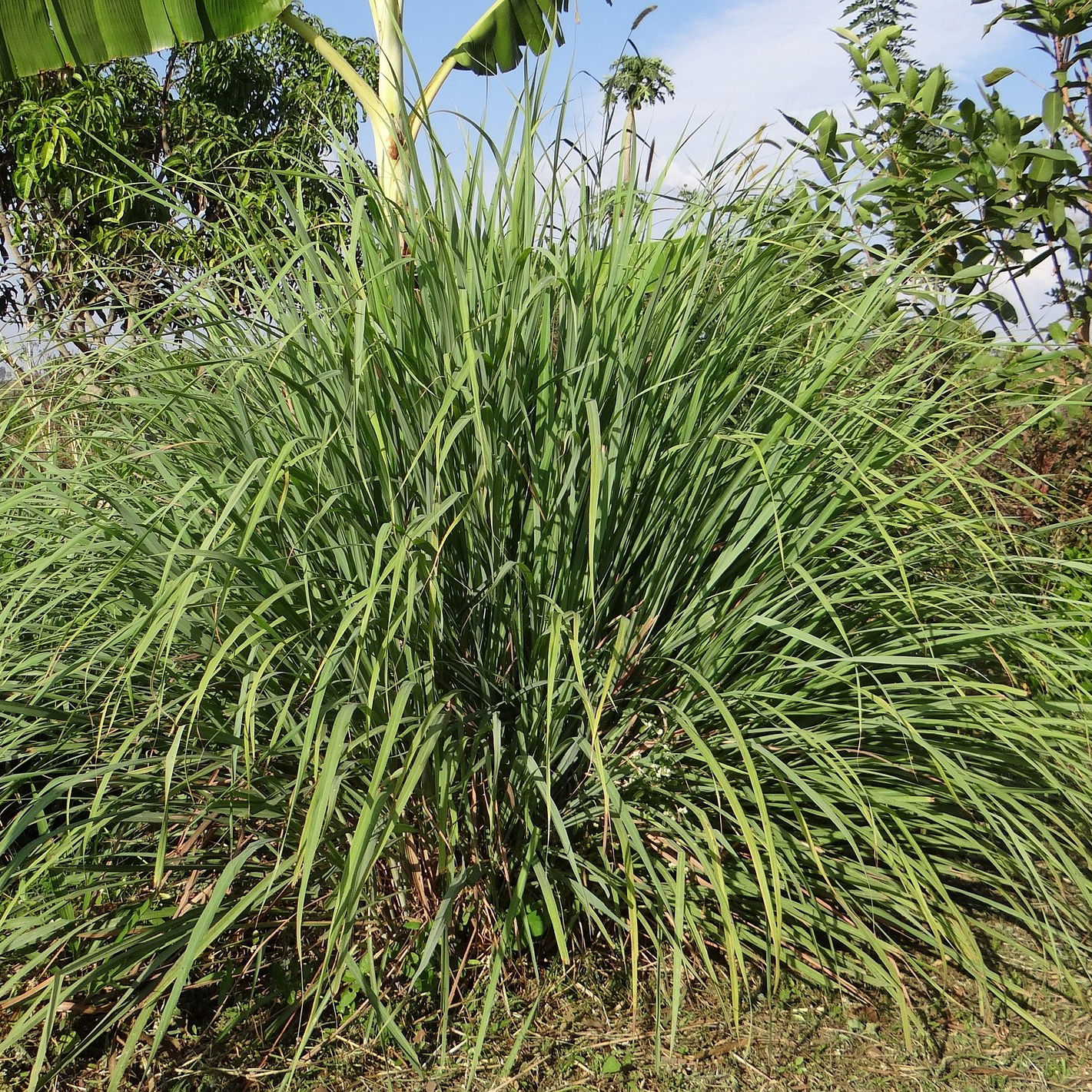 Citronella Essential Oil