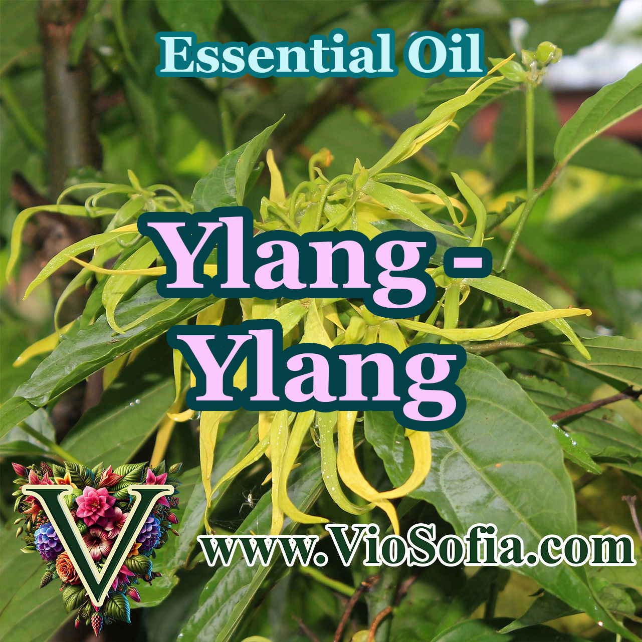 Ylang-Ylang Essential Oil