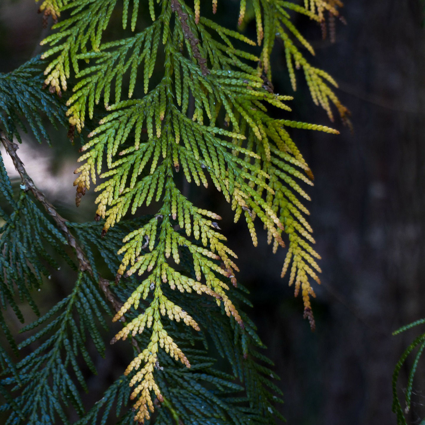 Cedarwood Essential Oil