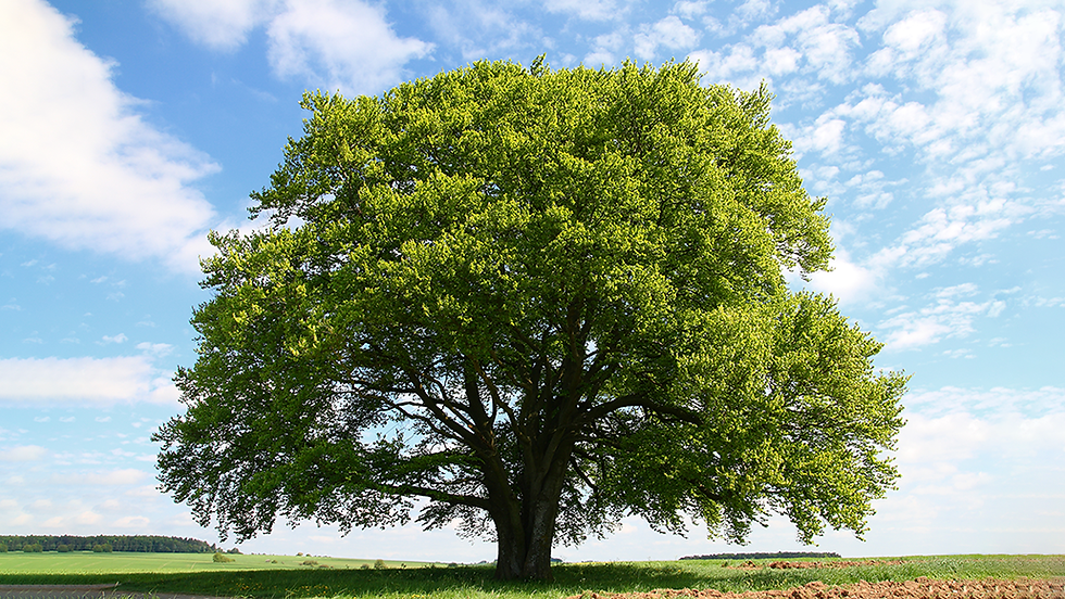 tree3.png