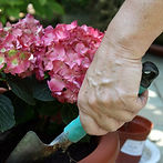 Plant Care
