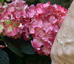 Plant Care