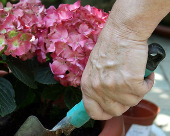 Entretien des plantes
