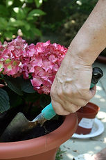 Plant Care