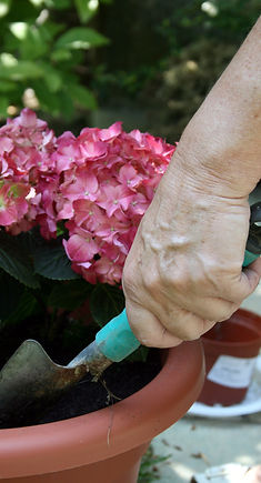 Plant Care