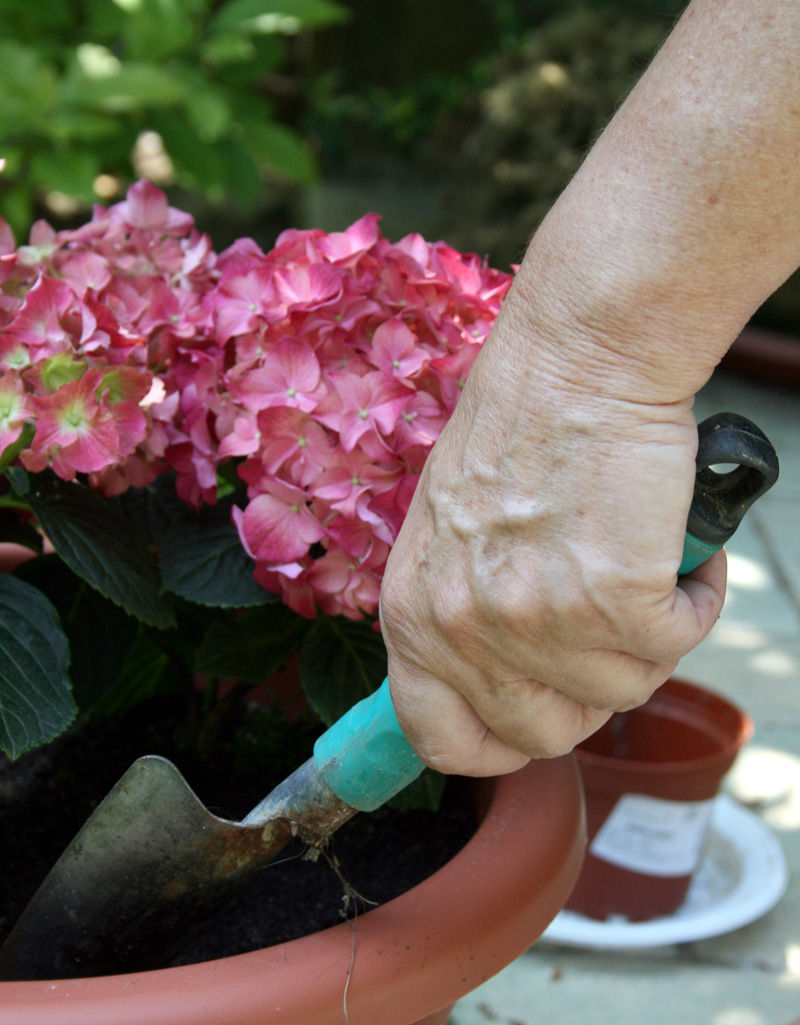Plant Care