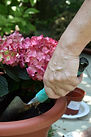 Plant Care