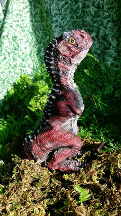 26696375_2005580966364630_836530049_n